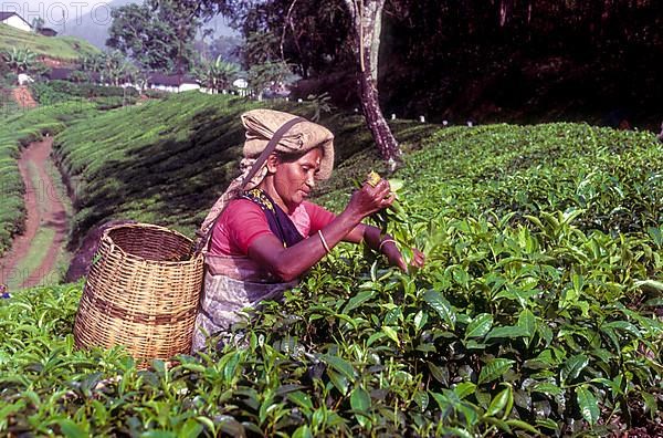 Tea picker in a Rajamalai plantation in Munnar