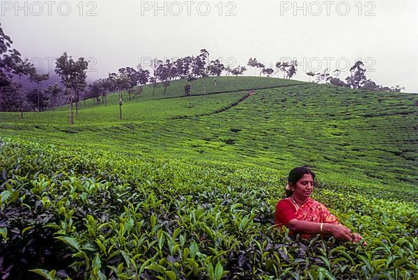 Tea picker in a Rajamalai plantation in Munnar