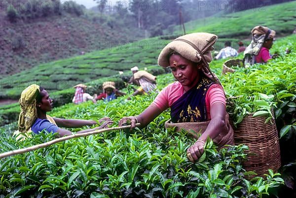 Tea picker in a Rajamalai plantation in Munnar