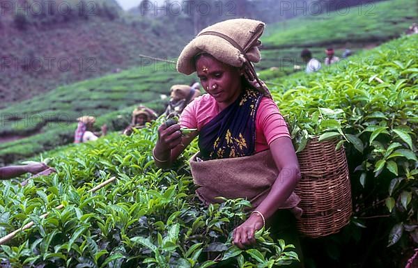 Tea picker in a Rajamalai plantation in Munnar