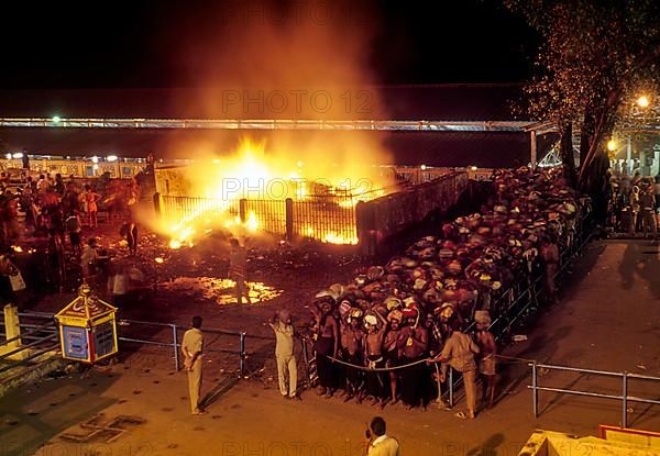 Bonfire of Coconuts in Sree Dharma Sastha Temple