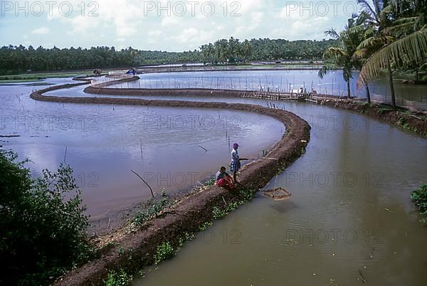 Prawn farms in the backwaters near kodungallur