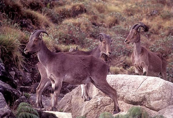 The Nilgiri Tahr