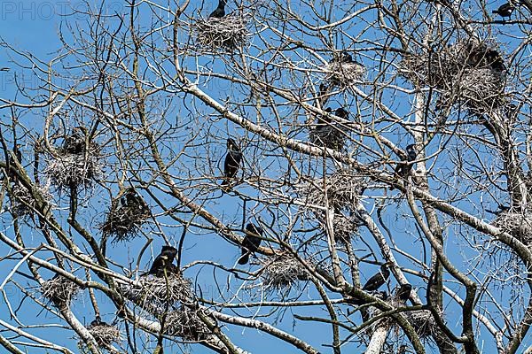 Colony of great cormorants