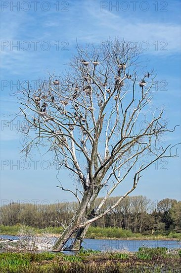 Dead tree in wetland nature reserve colonised by nesting great cormorants