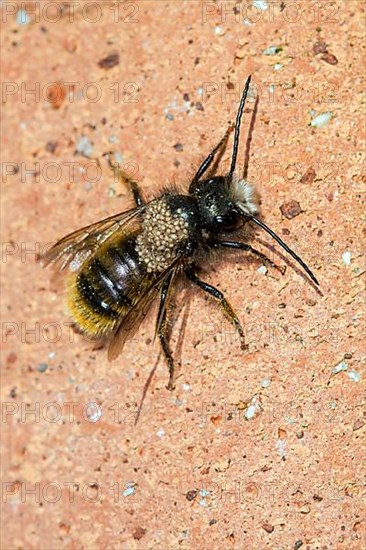 Newly hatched red mason bee