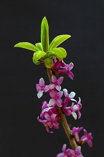 Daphne mezereum