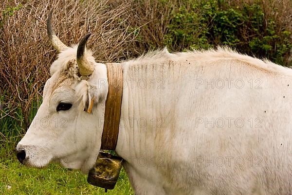 Domestic cattle