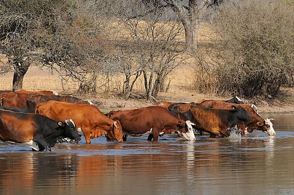 Domestic cattle