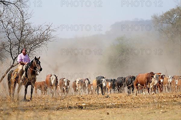 Domestic cattle