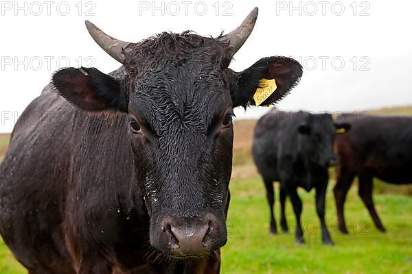 Domestic cattle