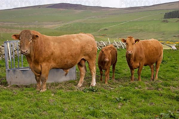 Domestic cattle