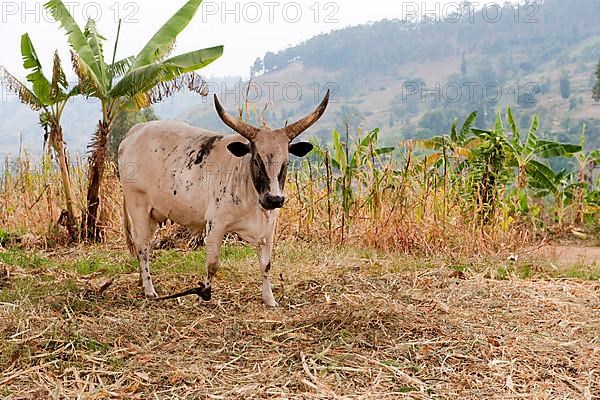 Domestic cattle