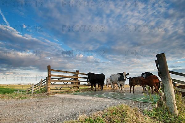 Domestic cattle