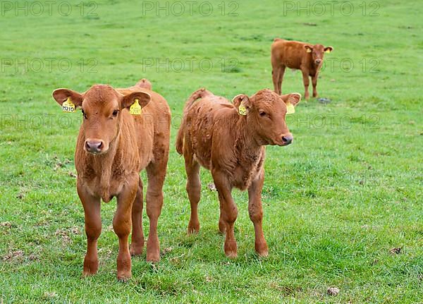 Domestic Cattle