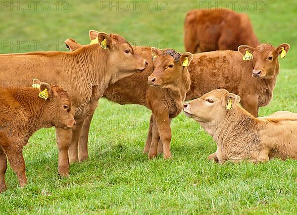 Domestic Cattle