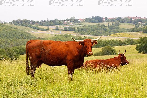 Domestic cattle