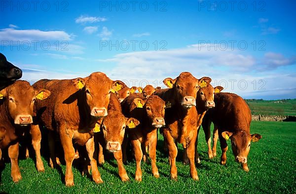 Domestic cattle