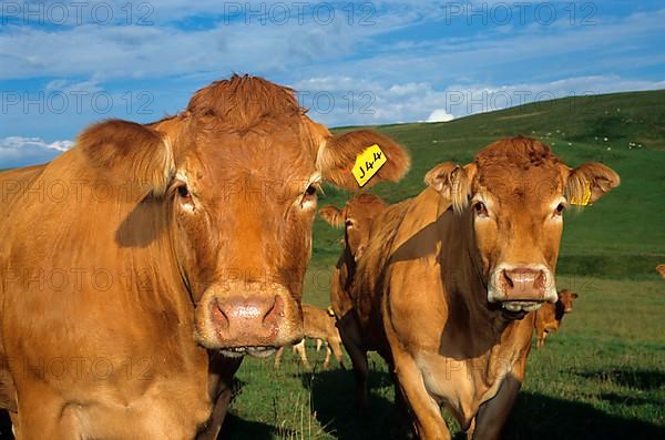 Domestic cattle