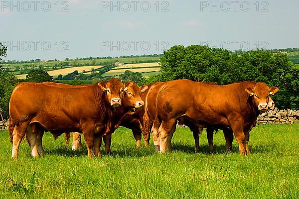 Domestic cattle