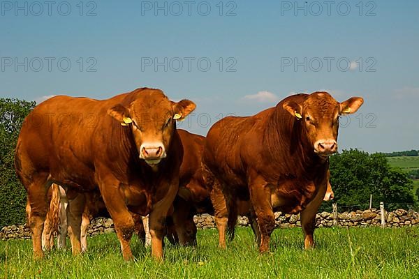 Domestic cattle