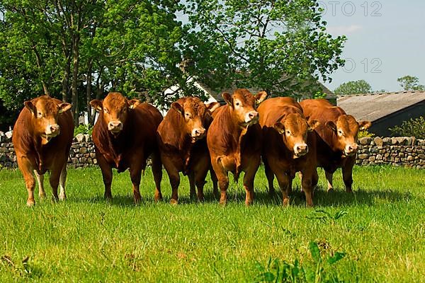 Domestic cattle