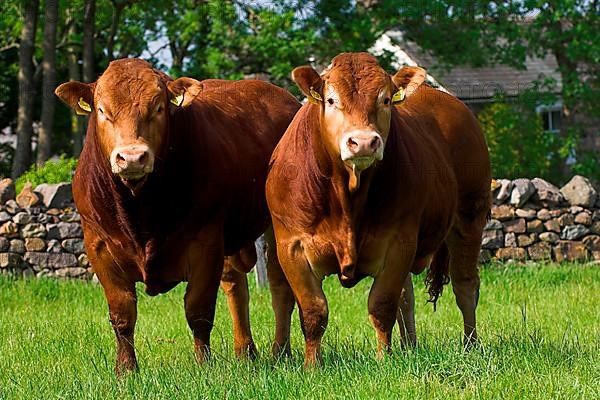 Domestic cattle