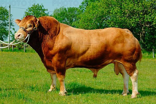 Domestic Cattle