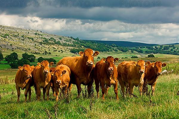 Domestic Cattle