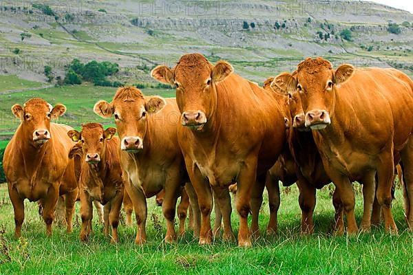 Domestic Cattle