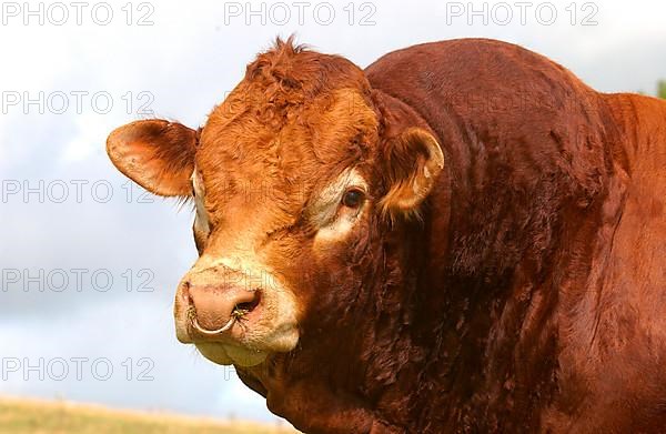 Domestic Cattle