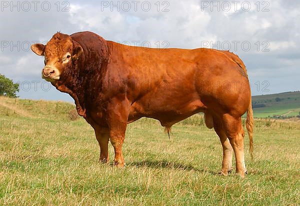 Domestic Cattle