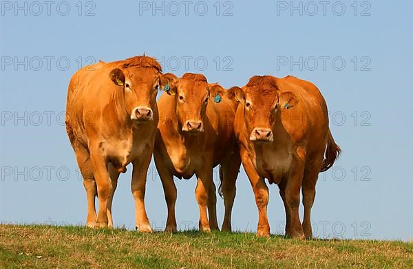 Domestic Cattle