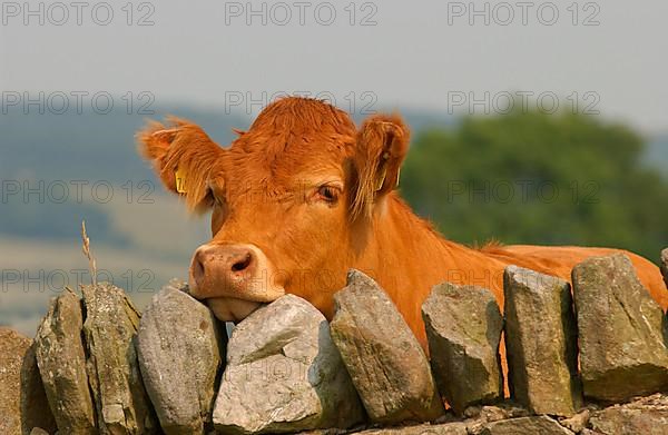 Domestic Cattle