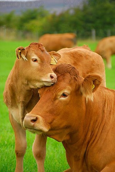 Domestic Cattle