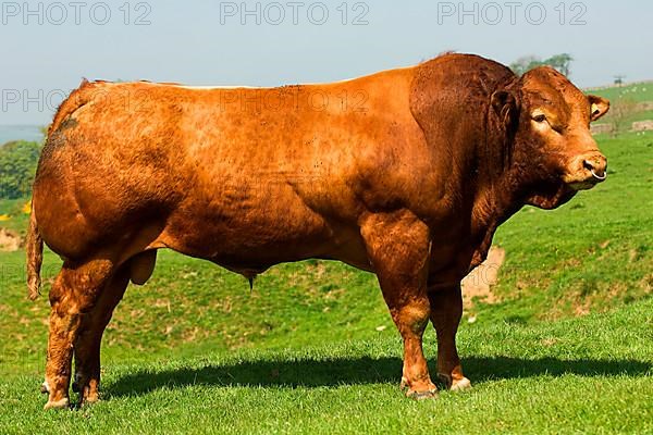 Domestic Cattle