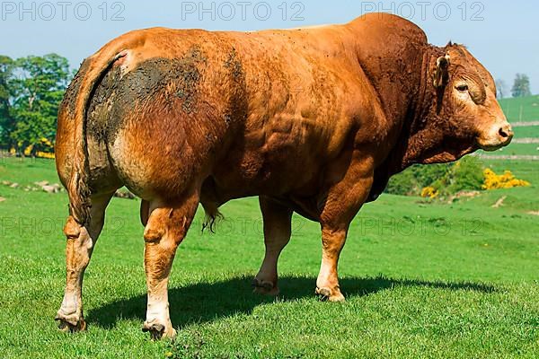 Domestic Cattle