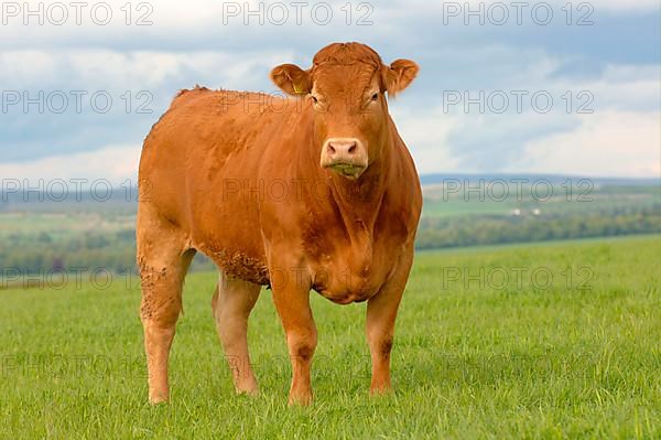 Domestic Cattle