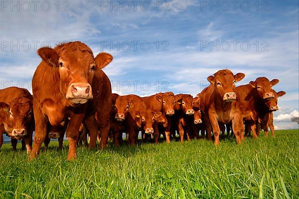 Domestic Cattle