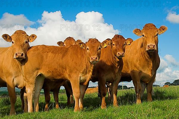 Domestic Cattle