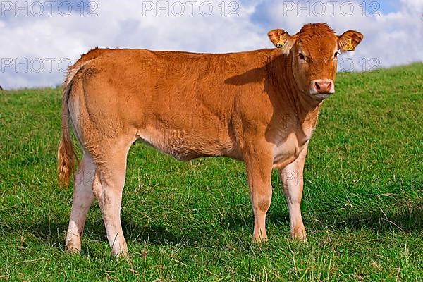 Domestic Cattle