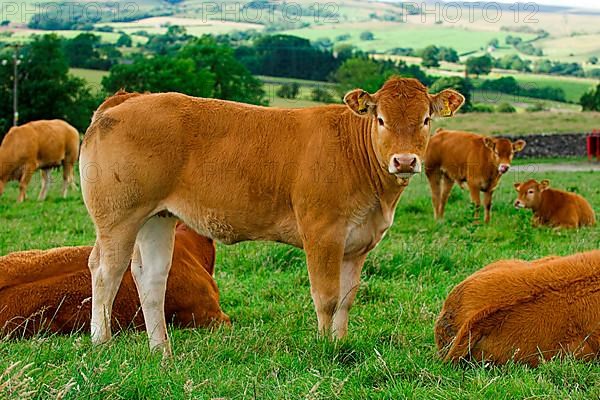 Domestic Cattle