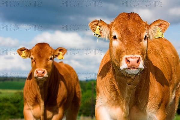 Domestic Cattle