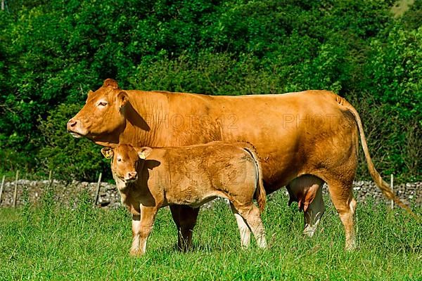 Domestic Cattle