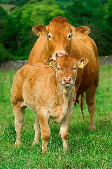 Domestic Cattle