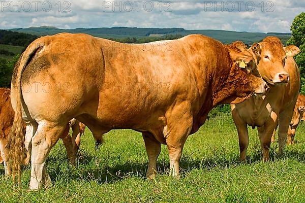 Domestic Cattle