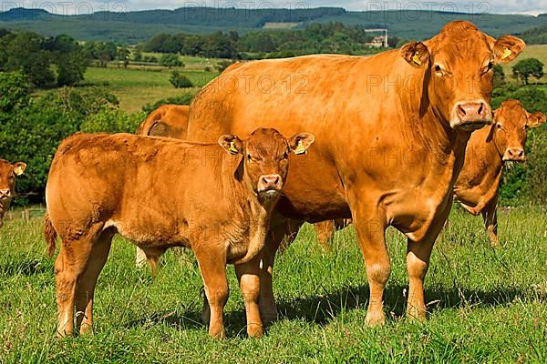 Domestic Cattle