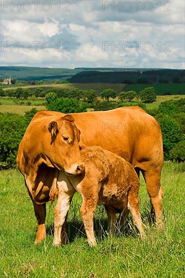 Domestic Cattle