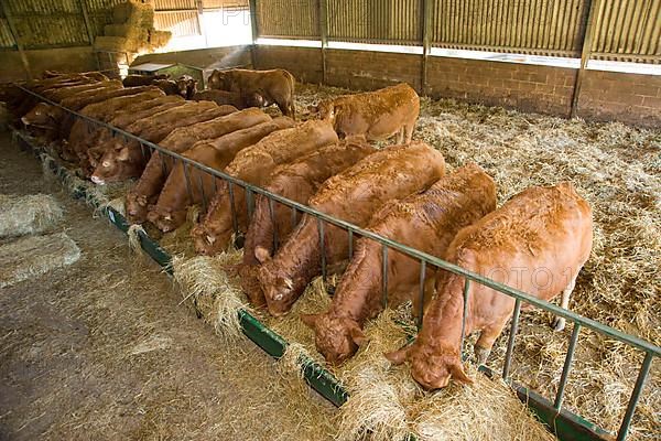 Domestic Cattle