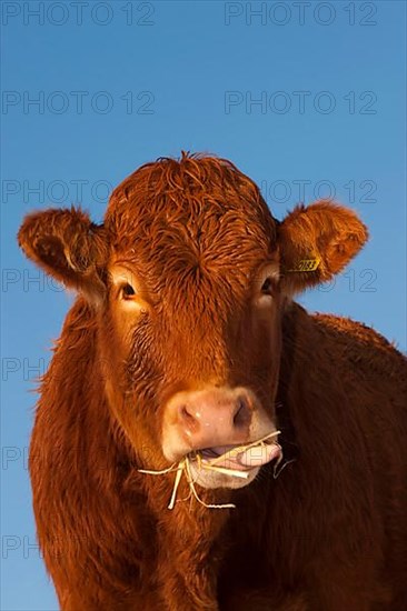 Domestic cattle